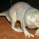 Illustration for article titled Don't Cry for the Naked Mole Rat It Lives Forever and Doesn't Get Cancer